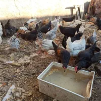 خروس وخلنگ گلین