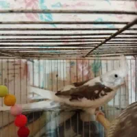 عروس هلندی دوکت نر