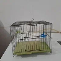 مرغ گلین لری اصیل وتعدادی قفس|حیوانات مزرعه|پلنگ آباد, |دیوار