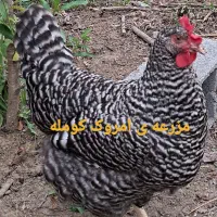 فروش جوجه ی  نژاد امروک  امریکایی