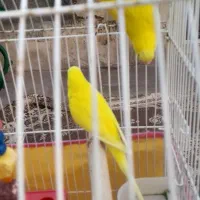 مرغ عشق هلندی
