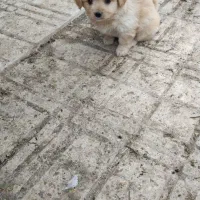 دوعدد توله دوماهه