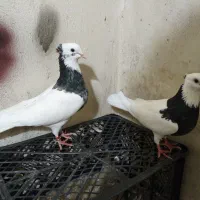 کبوتر نقش کرمانشاهی