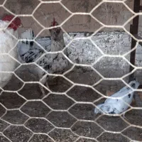 مرغ وخروس بگین خاص