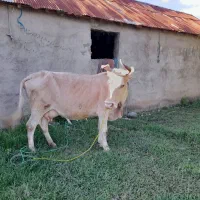 گاوچالوسی دورگ گوساله سیمینتال عروسک