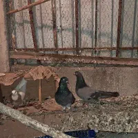 جفت کبوتر سبز مسجدی