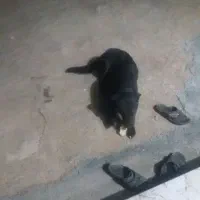 سگ گله ای فروش فوری