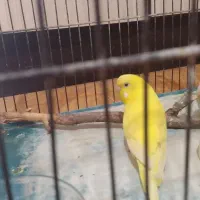 مرغ عشق تک رنگ ماده