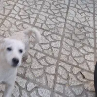 سگ پاکوتاه یکی گلدن نر و  داشهوند  نر  5 ماهه|سگ|سمنان, |دیوار