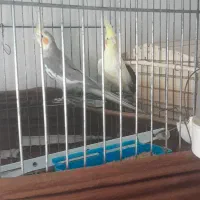 عروس هلندی مولد نانازودلبر