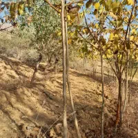 نهال گردو پوست کاغذی و عالی|خدمات باغبانی و درختکاری|بروجرد, |دیوار