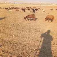 بزغاله نر ۱۴۰۰۰۰۰۰ تومان