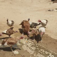 بوقلمون بربون اصل نژاد برتر