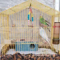 یک جفت مرغ عشق تخم گذار