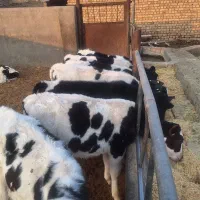 گوساله نژادی|حیوانات مزرعه|جعفرآباد, |دیوار