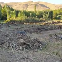 زمین باغ|فروش دفتر صنعتی، کشاورزی، تجاری|کنگاور, |دیوار