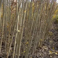 فروش صنوبر.قلمه کشاورزی نیگرا