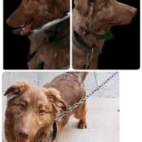 واگذاری رایگان