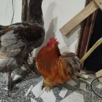 مرغ برهما وخروس