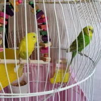 مرغ عشق|پرنده|ری, دولت‌آباد|دیوار