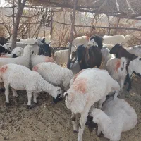 کود گوسفند درجه یک