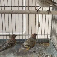 سهره گلبسر بالغ|پرنده|قزوین, |دیوار