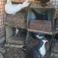 کفترسفید قدبلند تهرانی ۱۴۰۰۰۰۰