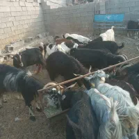بزو تیشتر