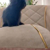 بچه خرگوش لوپ اصیل|موش و خرگوش|اردبیل, |دیوار