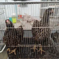 مرغ ویاندوت جی اس جی|حیوانات مزرعه|بهشهر, |دیوار