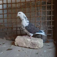 قاره های پرش دار|پرنده|فرخ‌شهر, |دیوار