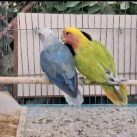 طوطی برزیلی مولد