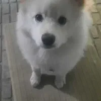 سگ سامویید|سگ|کرمانشاه, |دیوار