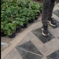 تعویض ‌گلهای باغچه