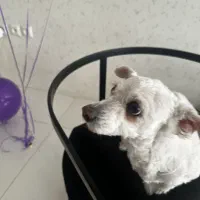 واگذاری سگ شیتزو|سگ|مشهد, اقبال|دیوار