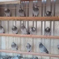 کبوتر ترکیه ای وارداتی اصل|پرنده|تهران, تجریش|دیوار