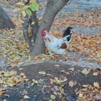 مرغ و خروس گلین