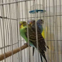 مرغ عشق|پرنده|سنندج, |دیوار