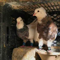 نروماده طوقی شکلاتی