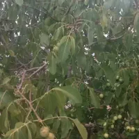 فروش باغ ۱۰۰۰ متری در دالین سپیدان