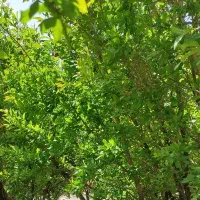 زمین در بالش اباد متراژ400