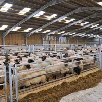 نگهبانی و نیروی خدماتی دامداری