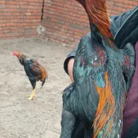 اوشامو تعداد