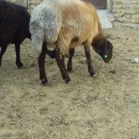 دوراس بره نر همو هفت ماهه