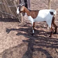 یک عدد کهر ماده فروش