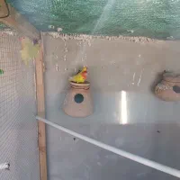 کوتوله زرد صورت هلویی