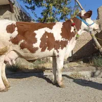 دوراس گاو شیری