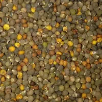 بزر بامیه اصلاح شده