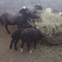 سه عدد میش شال