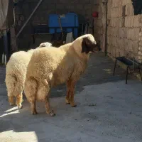 شیشک سنجابی|حیوانات مزرعه|گوآور, |دیوار